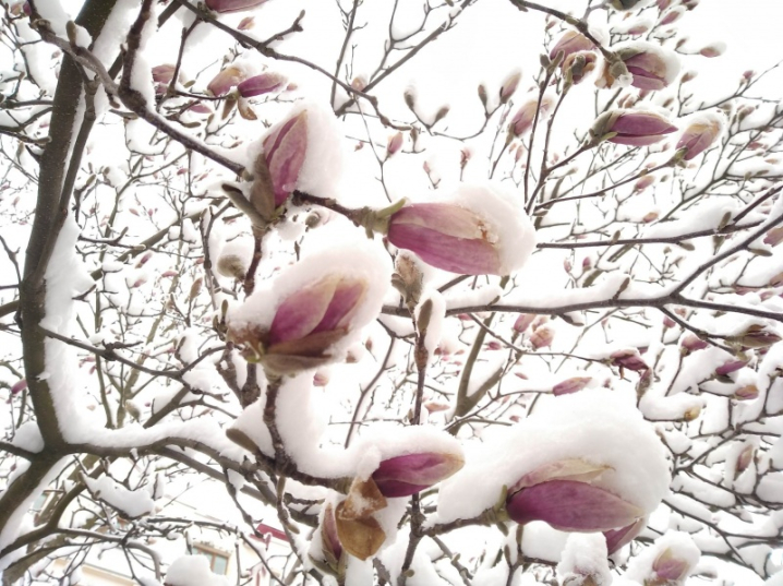 Аномальний квітень: у Чернівцях засніжило майже розквітлі магнолії