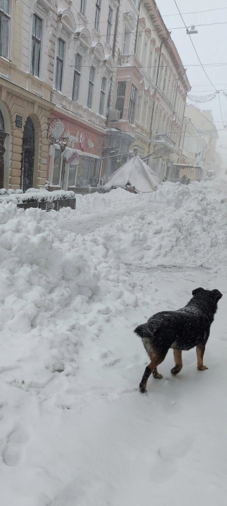 Чернівецькі Альпи: вулицю Кобилянської замело снігом (фото)