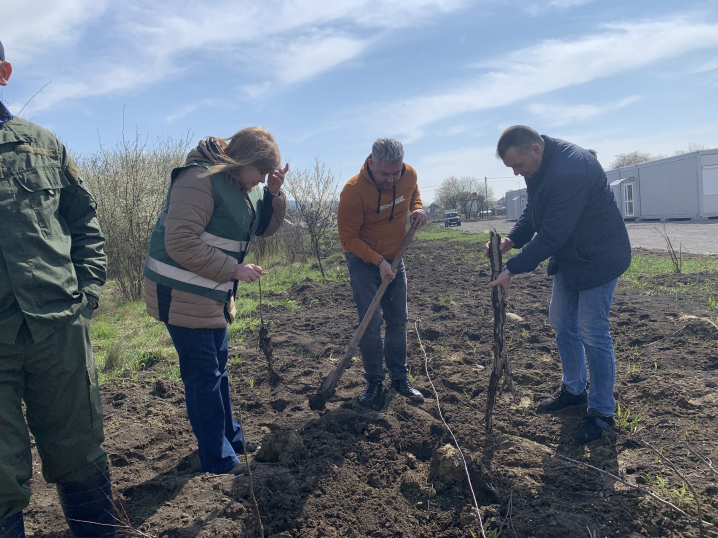 У Чернівцях висадили молоді саджанці Шевченкого дуба