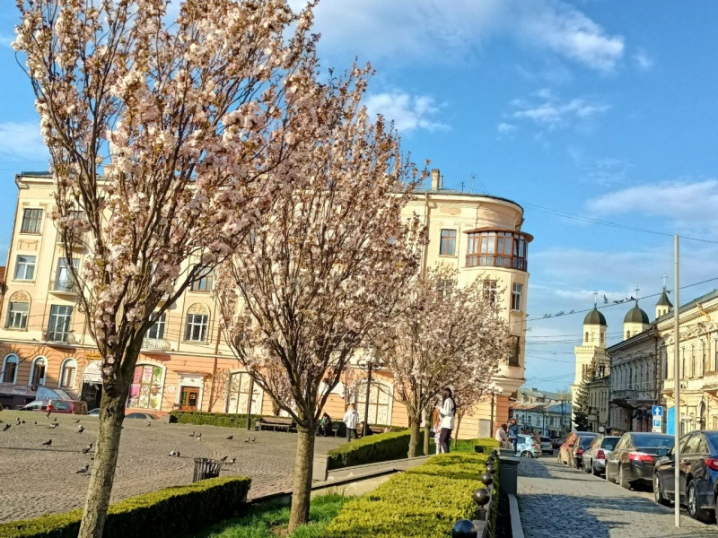 У центрі Чернівців розцвітають сакури (фото)