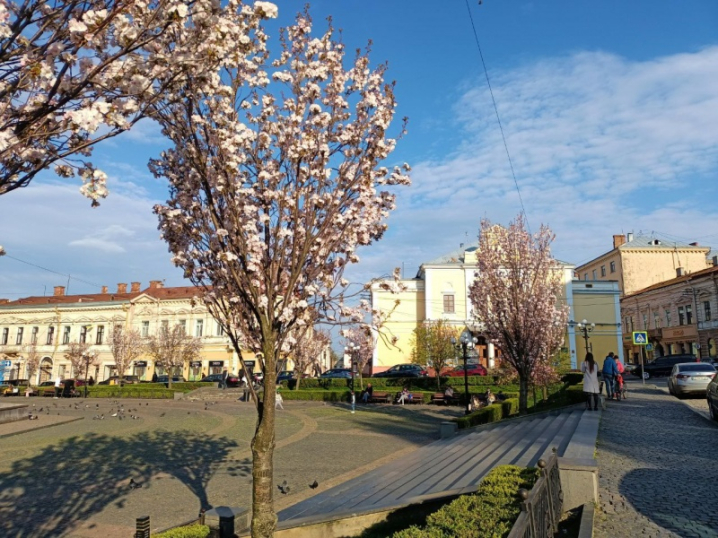 У центрі Чернівців розцвітають сакури (фото)