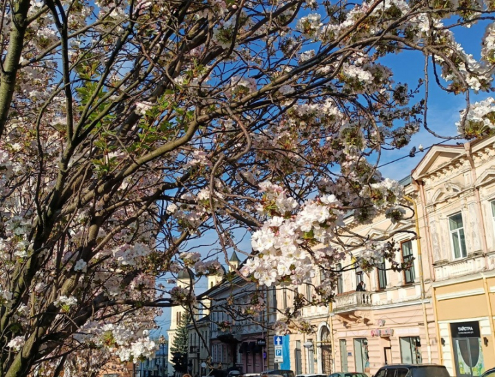 У центрі Чернівців розцвітають сакури (фото)