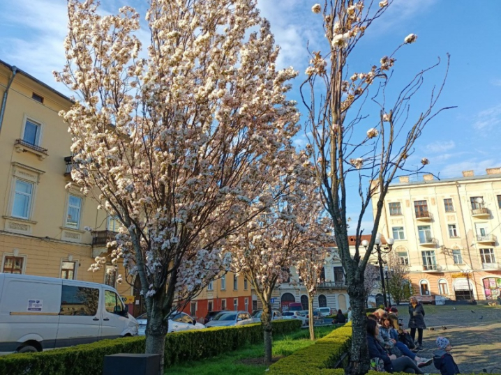 У центрі Чернівців розцвітають сакури (фото)