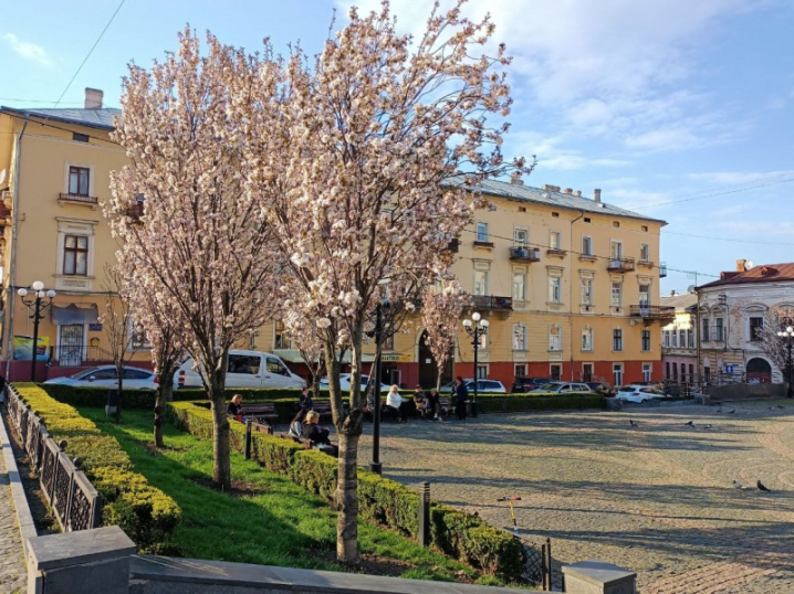 У центрі Чернівців розцвітають сакури (фото)