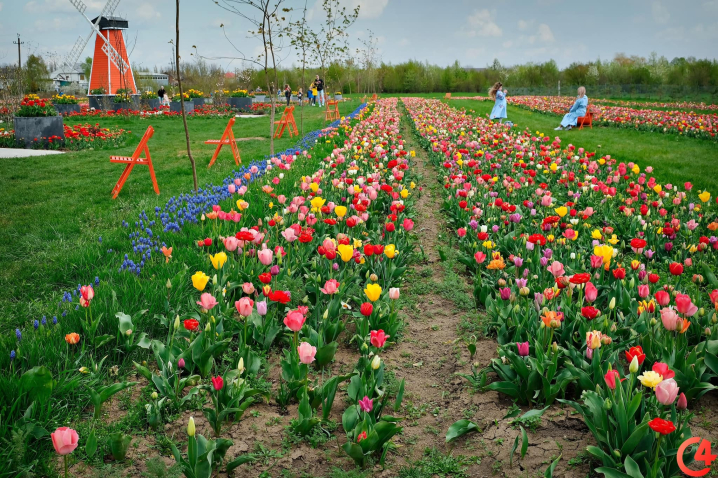 У селі Мамаївці неподалік Чернівців розквітло тюльпанове поле