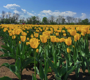 Вражаючий рекорд: поблизу Чернівців у Магалі розквітло 6 мільйонів тюльпанів