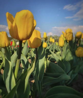 Вражаючий рекорд: поблизу Чернівців у Магалі розквітло 6 мільйонів тюльпанів