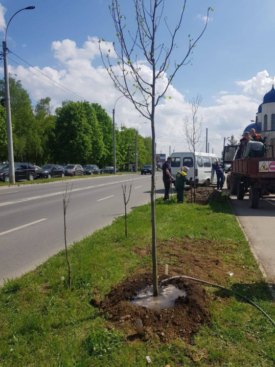 У Чернівцях вздовж Воробкевича висадили 15 тюльпанових дерев