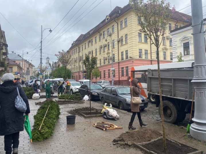 У Чернівцях на Головній навпроти театру ляльок висадили сакури