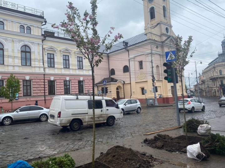 У Чернівцях на Головній навпроти театру ляльок висадили сакури