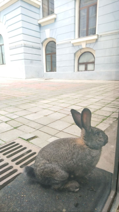 У дворику Ратуші спіймали кролика: чернівчан вразили фото тварини
