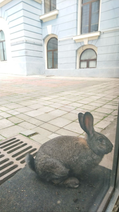 У дворику Ратуші спіймали кролика: чернівчан вразили фото тварини