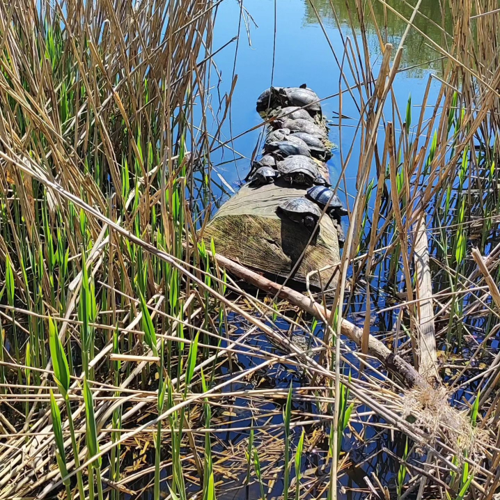 В озері Жовтневого парку оселилися черепахи (фото)