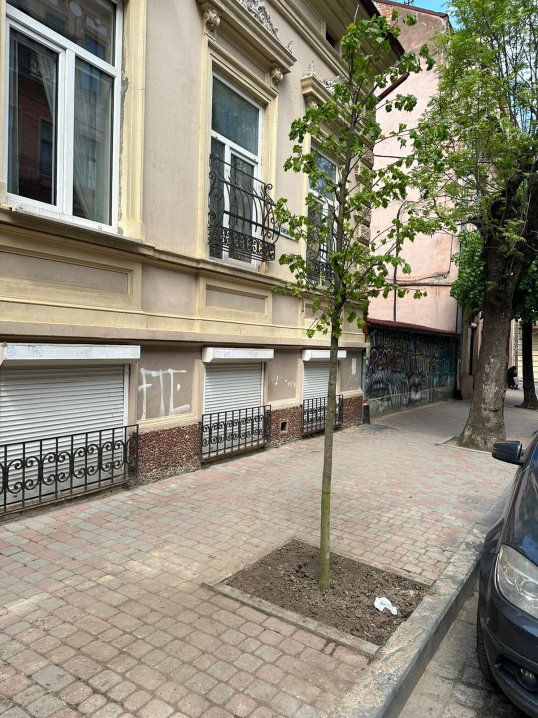 На вулиці Богдана Хмельницького висадили липи