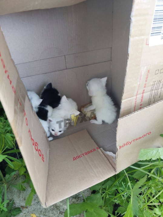 "Пухнасті та беззахисні": у Чернівцях на Хмельницького невідомі викинули кошенят на смітник