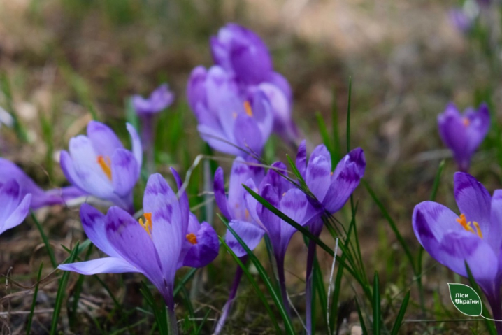 Весна в гірських Карпатах: на Буковині гора Томнатик встелена шафраном (фото)
