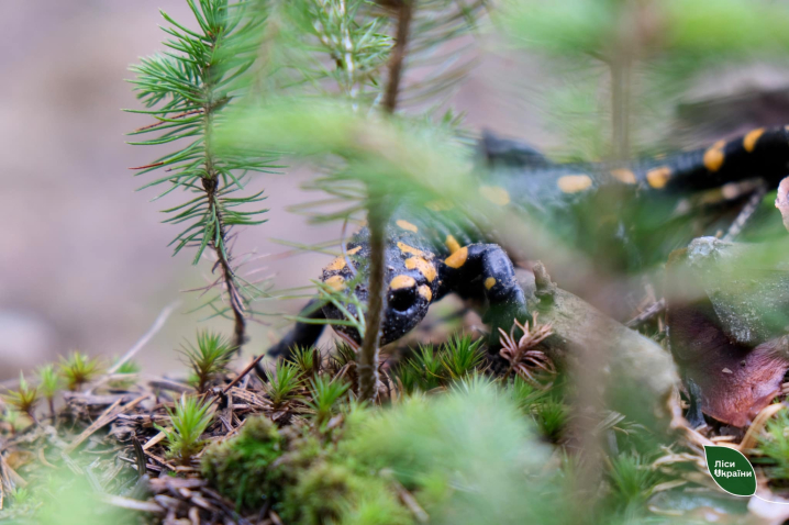 Вид у Червоній книзі: у горах Буковини на фото спіймали унікальну саламандру (фото)