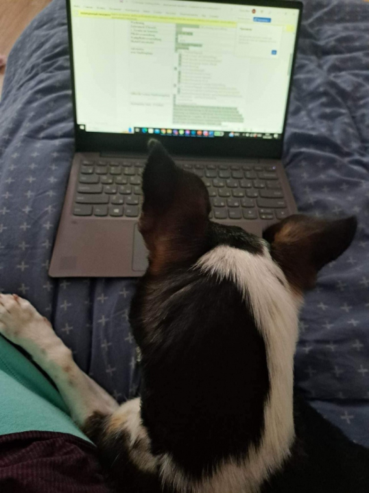 Залишилась одна: як склалась доля собаки зі Львівщини, яка втратила господарів під час обстрілу Залишилась одна: як склалась доля собаки зі Львівщини, яка втратила господарів під час обстрілу