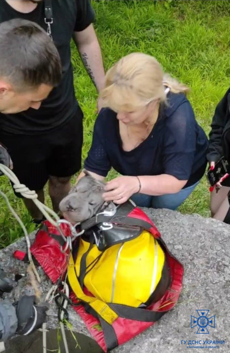 У Чернівцях на Південно-Кільцевій рятувальники витягли собаку з 6-метрового колодязя