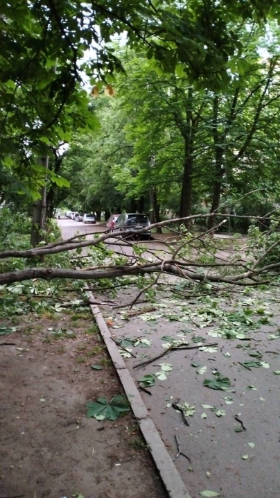 Дерево пошкодило лінію: у Чернівцях на двох вулицях не буде вуличного освітлення