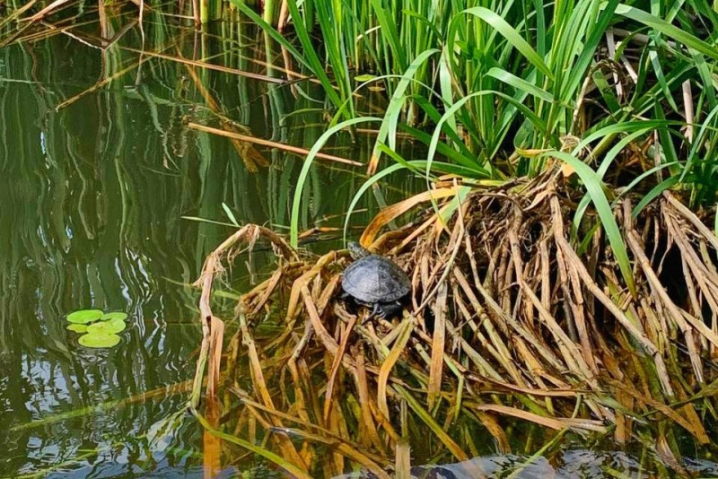 На озері у Чернівцях з'явився новий вид черепах - червоновухі На озері у Чернівцях з'явився новий вид черепах - червоновухі