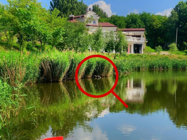 На озері у Чернівцях з'явився новий вид черепах - червоновухі На озері у Чернівцях з'явився новий вид черепах - червоновухі