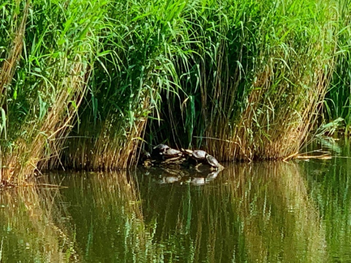 На озері у Чернівцях з'явився новий вид черепах - червоновухі На озері у Чернівцях з'явився новий вид черепах - червоновухі