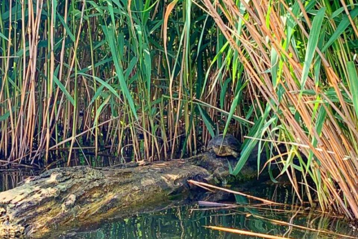 На озері у Чернівцях з'явився новий вид черепах - червоновухі На озері у Чернівцях з'явився новий вид черепах - червоновухі