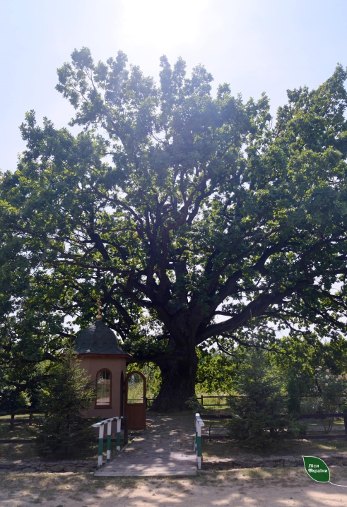 На Буковині росте дуб-велетень, якому 600 років На Буковині росте дуб-велетень, якому 600 років