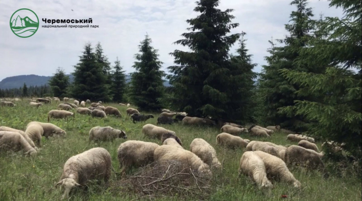 Природний парк "Черемоський" показав мальовничі полонини та водоспади Буковини