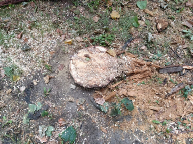 "Добре, що позносили дерева": чернівецькі вулиці перетворились на пательню