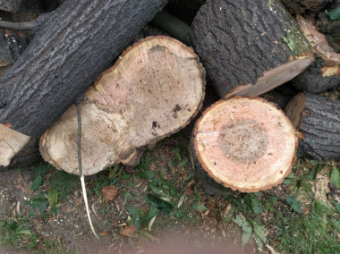 "Добре, що позносили дерева": чернівецькі вулиці перетворились на пательню