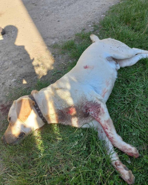 "Куля пробила всі органи": на Буковині чоловіка підозрюють у жорстокому вбивстві собаки