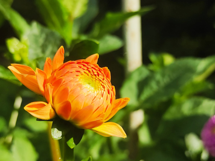 Ботанічний сад у Чернівцях запрошує відвідувачів помилуватися жоржинами