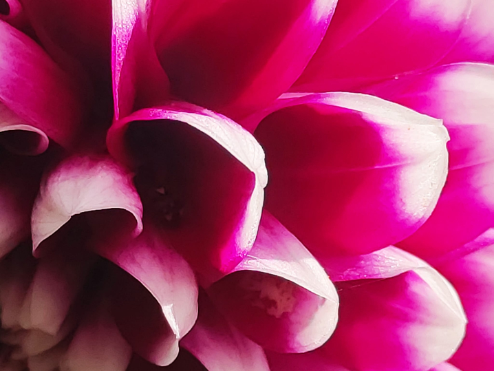 Ботанічний сад у Чернівцях запрошує відвідувачів помилуватися жоржинами