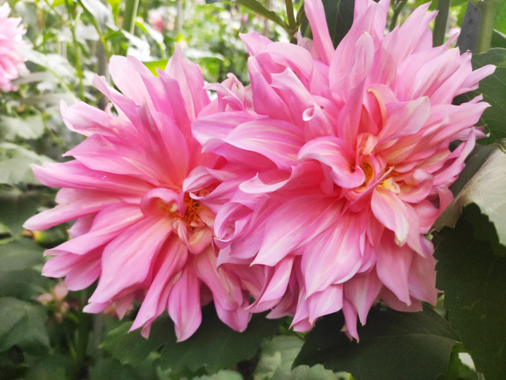 Ботанічний сад у Чернівцях запрошує відвідувачів помилуватися жоржинами