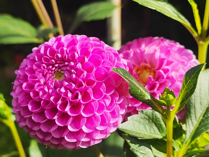 Ботанічний сад у Чернівцях запрошує відвідувачів помилуватися жоржинами