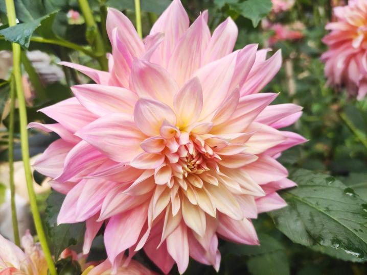 Ботанічний сад у Чернівцях запрошує відвідувачів помилуватися жоржинами