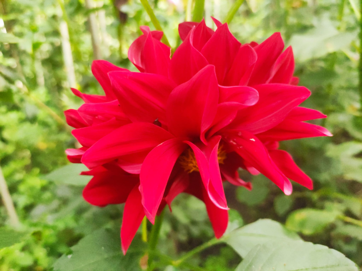 Ботанічний сад у Чернівцях запрошує відвідувачів помилуватися жоржинами