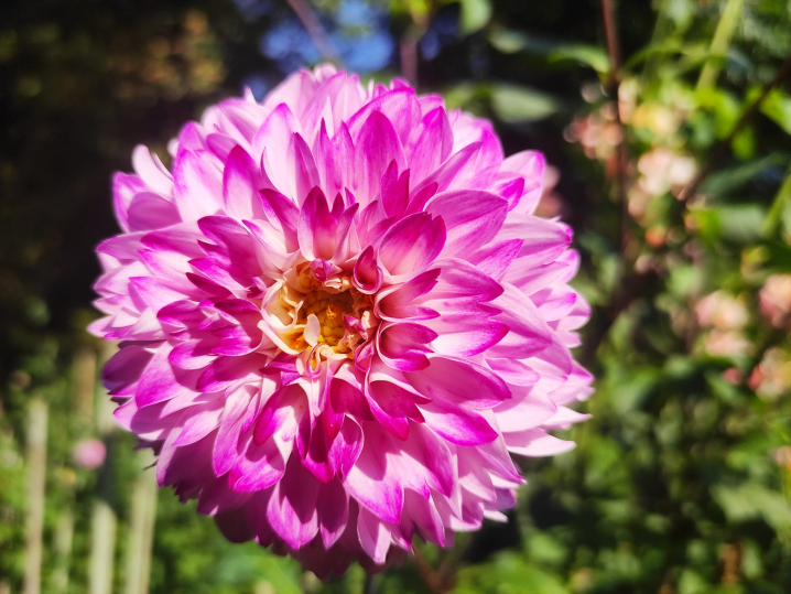 Ботанічний сад у Чернівцях запрошує відвідувачів помилуватися жоржинами