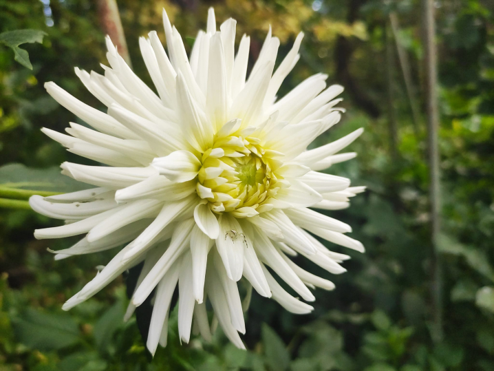 Ботанічний сад у Чернівцях запрошує відвідувачів помилуватися жоржинами