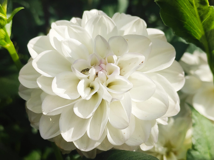 Ботанічний сад у Чернівцях запрошує відвідувачів помилуватися жоржинами