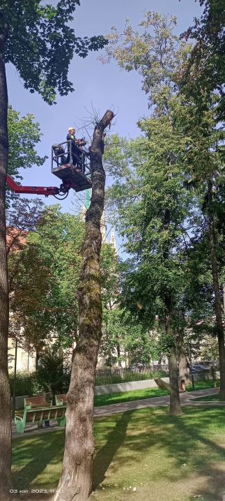 У Чернівцях у сквері на Кордуби знесуть п’ять аварійних дерев