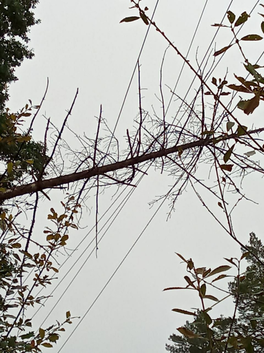 Дерево впало на лінію електропередач: у Чернівецькій області негода знеструмила кілька громад
