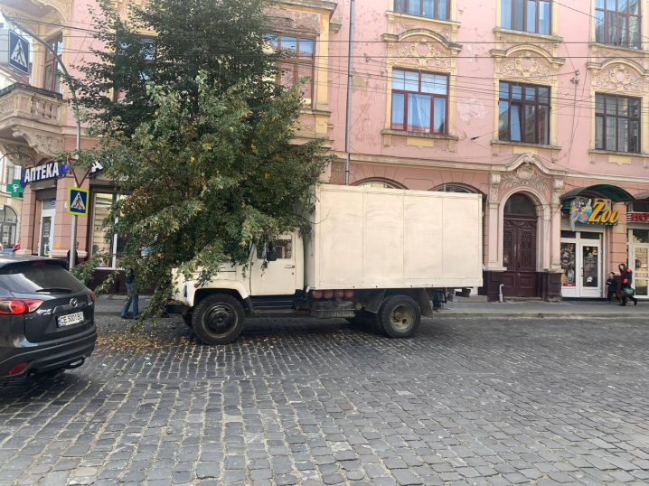 У Чернівцях на Міцкевича дерево звалилось на вантажівку