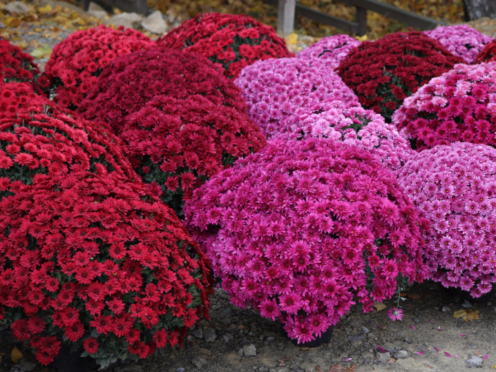 Громада на Буковині облаштувала для місцевих підприємців торгові місця Громада на Буковині облаштувала для місцевих підприємців торгові місця