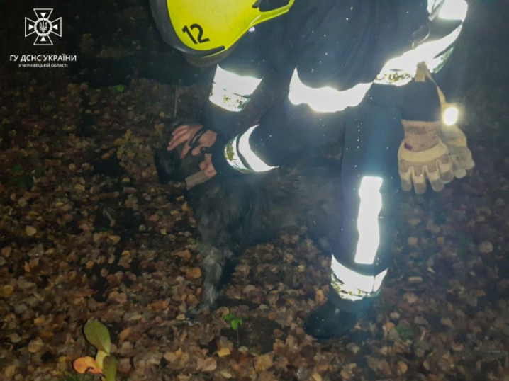 У Сторожинці рятувальники витягли з каналізації собаку
