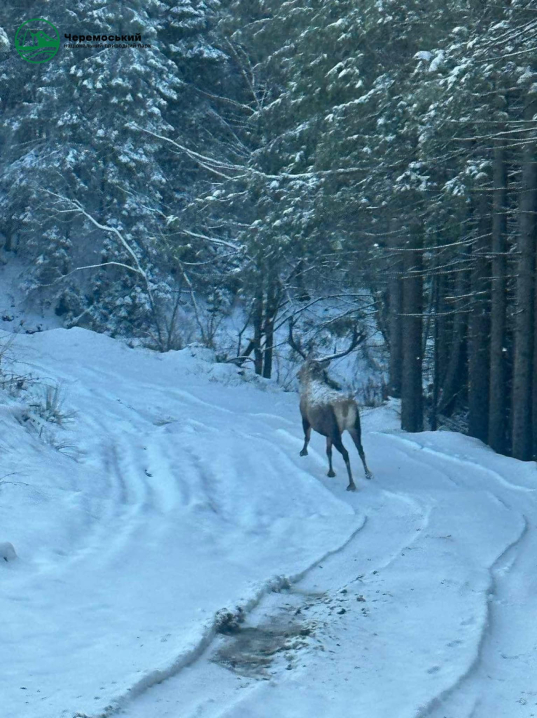 Вражаючі фото засніженої гори Томнатик: олень потрапив у об'єктив фотографа