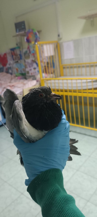 Звірське полювання: у Чернівцях невідомий стріляв шпицями в голубів на території лікарні (фото 18+)