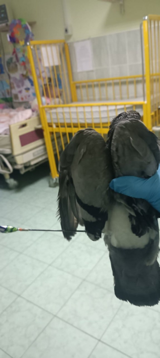Звірське полювання: у Чернівцях невідомий стріляв шпицями в голубів на території лікарні (фото 18+)
